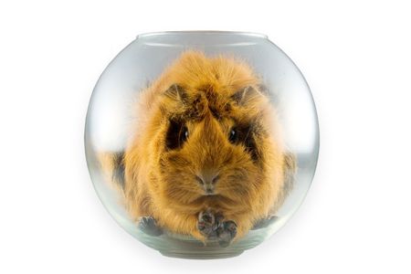 The frightened porpoise in a transparent glass sphereの写真素材