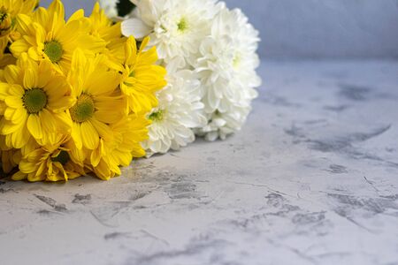 Bouquet of chrysanthemums. On the petals are drops of water that glow under the rays of light. Can be used for cards, covers.の写真素材