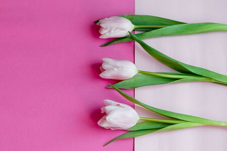 Bouquet of pink tulips for the holidays. Women's Day, Valentine's Day, name day. On a pink background. Copy spaceの写真素材