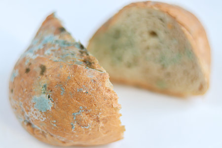 Slices of moldy bread. Rotten and nasty. Located on a white background. An ugly product you cannot...
