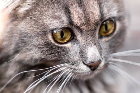Gray fluffy domestic cat with huge yellow-green eyes. The concept of pets. Banner for the site. Resting.の写真素材