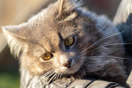 Gray fluffy domestic cat with huge yellow-green eyes. The concept of pets. Banner for the site. Resting.の写真素材