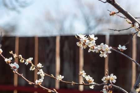 Beautiful floral concept of spring, nature. Branches of a blossoming apricot macro with soft focus on a background of a gentle blue sky. Nature wakes up. For easter and spring cards. Copy space.の写真素材