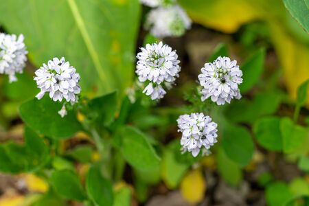 Spring flowering in gardens and forests. Blooming apple tree, fruits of cherry and apricots. Tree peonies, wildflowers. Green leaves, warm weather. For cards, banners.の写真素材