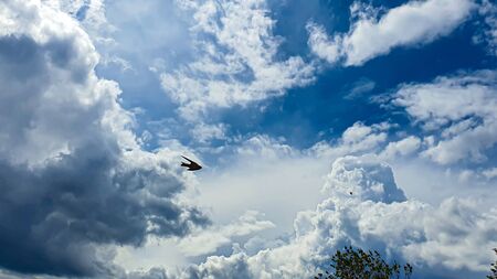 Blue sky with clouds, flying birds and green branches. Copy space.の写真素材