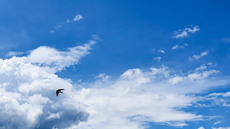 Blue sky with clouds, flying birds and green branches. Copy space.の写真素材