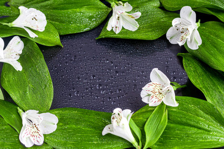 Green leaves with water drops on a dark background. Backgrounds and textures. Copy space.