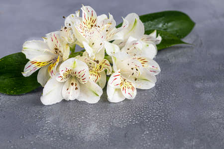 A bouquet of wild orchids on a light background decorated with ribbons. Mother's Day, Women's Day, Valentine's Day or Birthday. Baner. Copy space.の写真素材
