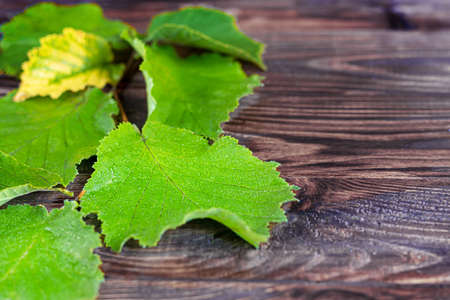 Green leaves of hazelnuts on a wooden background. Backgrounds and textures. Copy spaceの写真素材
