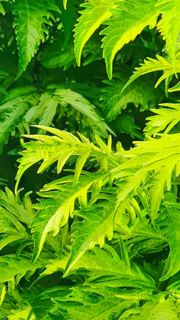 Plants in gardens and parks. Green leaves and lavender flowers. Branches of pine, arborvitae and...