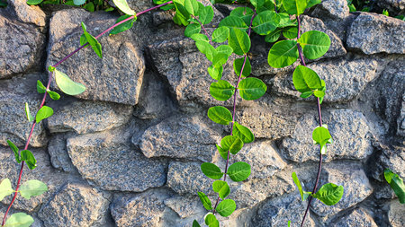 Plants in gardens and parks. Green leaves and lavender flowers. Branches of pine, arborvitae and spruce. nature.の写真素材