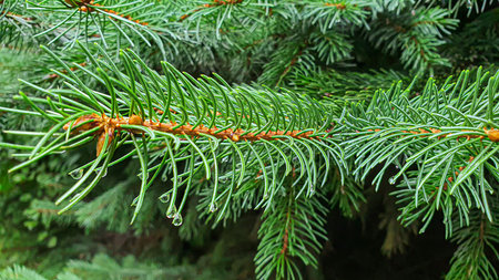green plants. Spruce leaves and branches cover a large surface area. Wallpaper for background and...