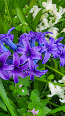 Green plants in summer. flowers in the garden. background wallpaper. copyspace.の写真素材