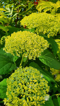 Decorative trees and plants in the garden. Parks and places for recreation. copy spaceの写真素材