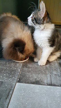 Gray fluffy domestic kitten with yellow-green eyes. Pets. Copy spaceの写真素材