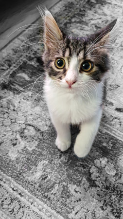 Gray fluffy domestic kitten with yellow-green eyes. Pets. Copy spaceの写真素材
