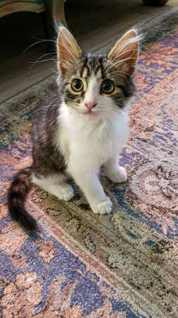 Gray fluffy domestic kitten with yellow-green eyes. Pets. Copy spaceの写真素材