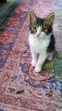 Gray fluffy domestic kitten with yellow-green eyes. Pets. Copy spaceの写真素材