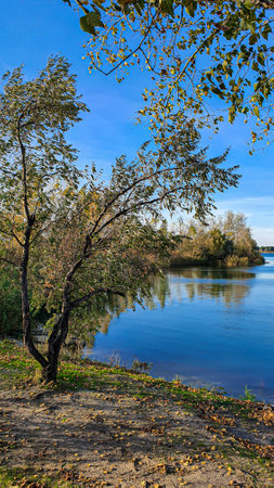 Autumn river bank. Yellow money in the trees, footprints in the sand. Crows in the trees. Campingの写真素材