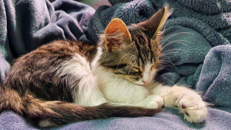 Gray fluffy domestic kitten with yellow-green eyes. Pets. Copy spaceの写真素材