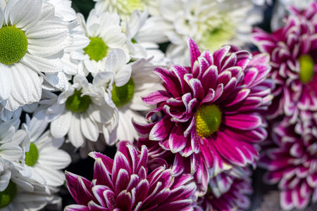 Bouquet of chrysanthemums. There are drops of water on the petals. On a dark concrete background. Copy spaceの写真素材