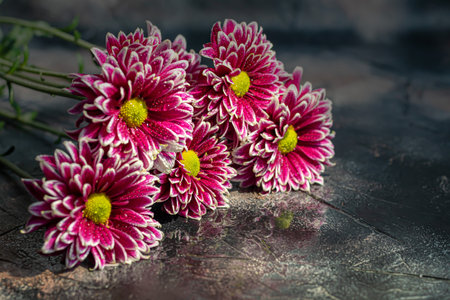 Bouquet of chrysanthemums. There are drops of water on the petals. On a dark concrete background. Copy spaceの写真素材