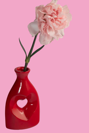 Carnations on a bright background red and white.の写真素材