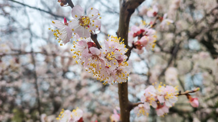 Flowers and buds on tree branches. Spring blossoming of apricots and cherries. Nature and rainy...