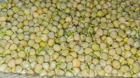 Microgreens. Growing Peas at Home. Three-Week Pea Sprouts. Step-by-Step Instructions. Vegan and Healthy Eating Concept.の写真素材
