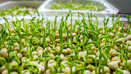 Microgreens. Growing Peas at Home. Three-Week Pea Sprouts. Step-by-Step Instructions. Vegan and...