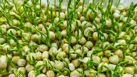 Microgreens. Growing Peas at Home. Three-Week Pea Sprouts. Step-by-Step Instructions. Vegan and...