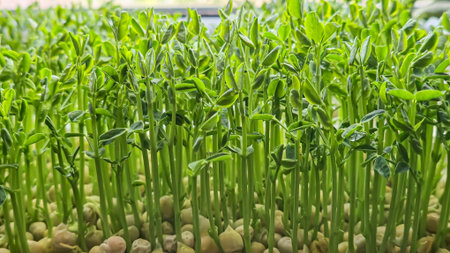 Microgreens. Growing Peas at Home. Three-Week Pea Sprouts. Step-by-Step Instructions. Vegan and...