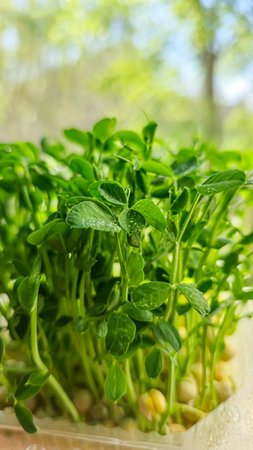 Microgreens. Growing Peas at Home. Three-Week Pea Sprouts. Step-by-Step Instructions. Vegan and Healthy Eating Concept.の写真素材