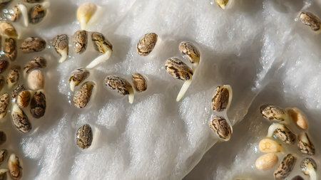 Microgreens. Growing chia at home. Three-week chia sprouts. Step-by-step instructions. Vegan and healthy eating concept.の写真素材