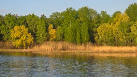 Large pond surrounded by trees and plants. Spring landscape. Birds on the water.の写真素材