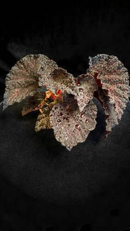 Decorative indoor plants begonias. Interior decoration of the room. Large colored leaves. Dark backgroundの写真素材