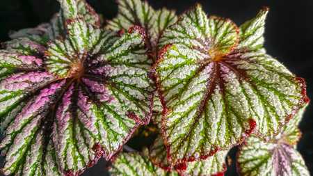 Decorative indoor plants begonias. Interior decoration of the room. Large colored leaves. Dark backgroundの写真素材