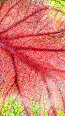 Caladium, decorative houseplant. Interior decoration of the room. Large colored leaves.
