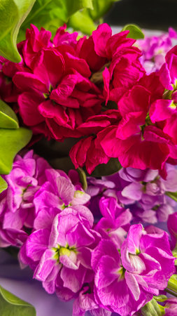 Bouquet of delicate lilac pink and red matthiola flowers on a light background. Gift for a holidayの写真素材