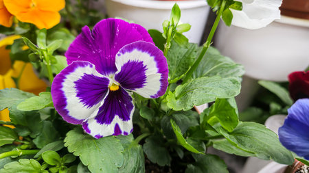 Viola tricolor or pansies in pots in the yard near the house. Plot design, attic decoration. Seedlingsの写真素材