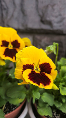 Viola tricolor or pansies in pots in the yard near the house. Plot design, attic decoration. Seedlingsの写真素材
