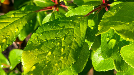 Branches of young plum with green leaves. Summer garden plot fruit trees. summer rain