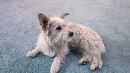 White large domestic dog with big brown eyes lies on the floor. Pets.