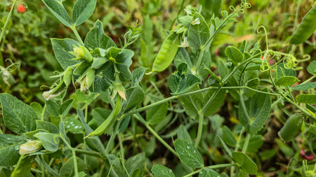 Growing peas in a summer cottage. Pea sprouts. Sunny weather. Vitamins
