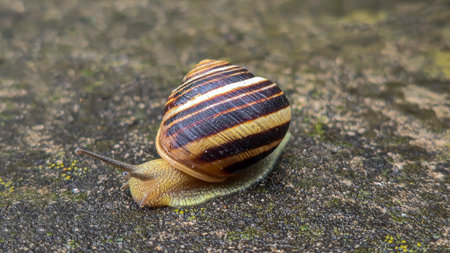 A small snail with a shell crawling on the asphalt. Rainy weather. Summer cottageの写真素材
