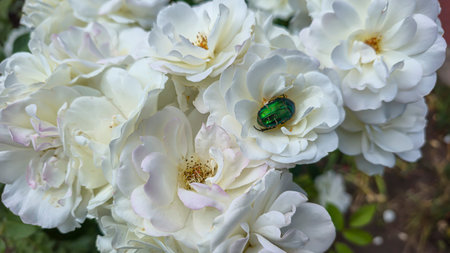 Rose bushes in the city park. Variety of rose varieties and colors. Suitable for postcards and...