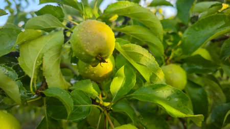 Small fruits on an apple tree. Apples on tree branches. Trees and fruits. Growing the harvest