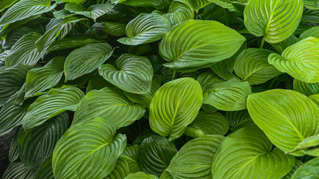 Large leaves of green hosta in raindrops at the dacha. Large bushes. Decorative flowers