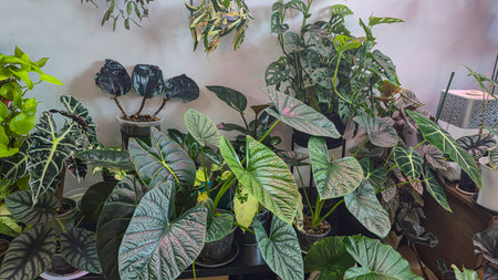 Decorative indoor plants. Room interior decoration. Various flowers under the wall. Dark background.の写真素材