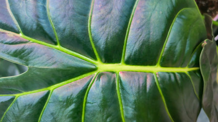 Decorative indoor plants. Close-up view of leaves. Room interior decoration. Backgrounds and...